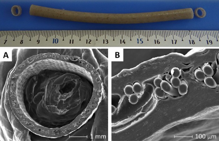 pracoviste/12105/Composite-Blood-Vessel/Fig1.jpg
